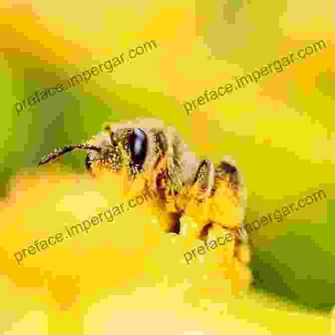 A Bee Pollinating A Flower, Highlighting Their Essential Role In Plant Reproduction The World Of Bees: From The Work Of Rudolf Steiner