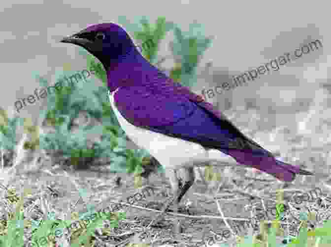 A Close Up Photograph Of A Violet Backed Starling Field Guide To Birds Of Western Africa: 2nd Edition (Helm Field Guides)