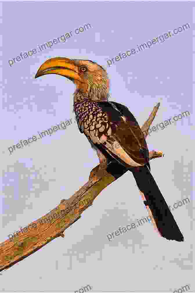 A Close Up Photograph Of A Yellow Billed Hornbill Field Guide To Birds Of Western Africa: 2nd Edition (Helm Field Guides)