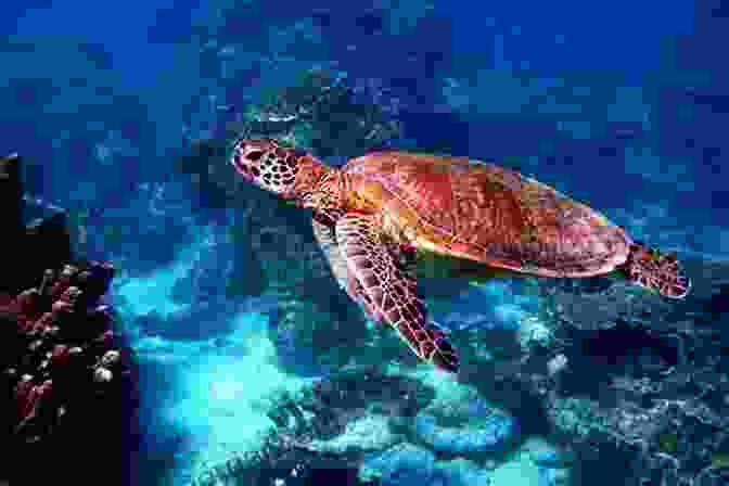 A Close Up Portrait Of A Sea Turtle, Taken By Martin Edge While On A Dive In The Great Barrier Reef The Underwater Photographer Martin Edge