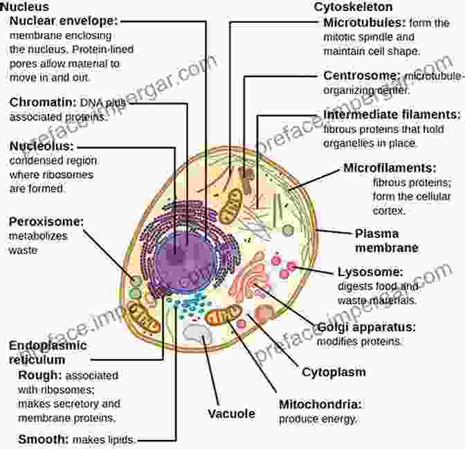 A Colorful Diagram Of A Cell, Illustrating Its Key Organelles And Their Functions The Song Of The Cell: An Exploration Of Medicine And The New Human