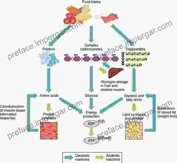 A Diagram Illustrating The Metabolic Process Of Converting Food Into Energy. Gut Reactions: The Science Of Weight Gain And Loss