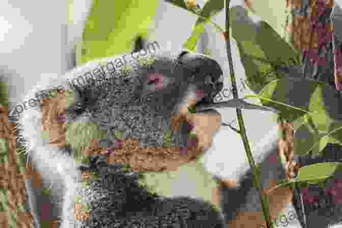 A Koala Eating Eucalyptus Leaves Koala Kingdom (Magnificent Animal Series)