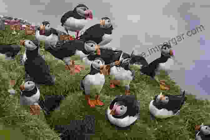 A Large Puffin Nesting Colony On A Coastal Cliff The Secret Lives Of Puffins