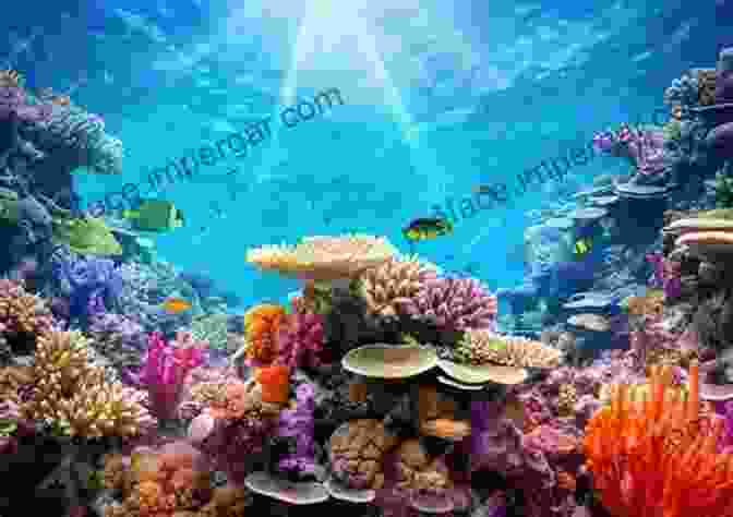 A Panoramic View Of A Vibrant Coral Reef Teeming With Marine Life, Captured By Martin Edge The Underwater Photographer Martin Edge