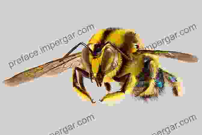 A Photograph Of A Bee With A Distinctive Golden Ring Around Its Abdomen, Symbolizing Its Status As Queen. The Bee Who Made Herself A Queen