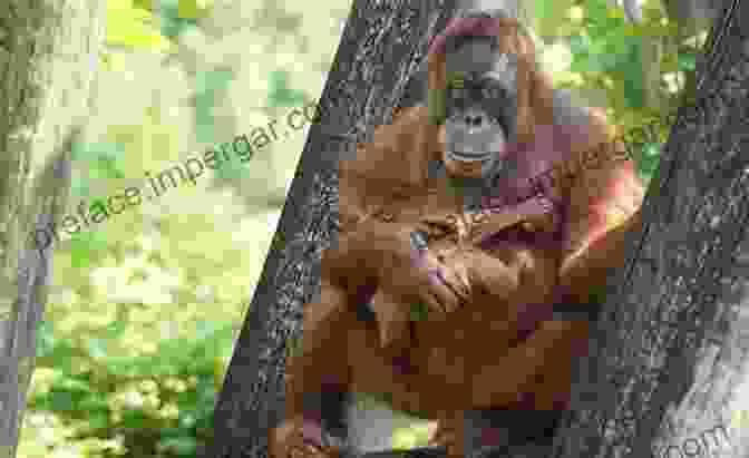 A Resting Orangutan In The Rainforest. Orangutans My Cousins My Friends: A Journey To Understand And Save The Person Of The Forest