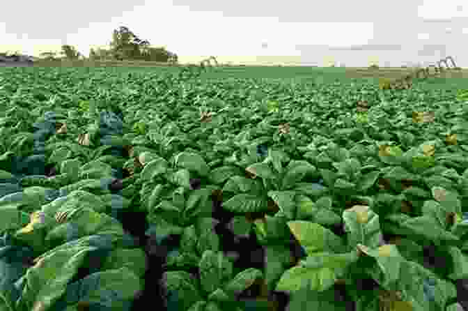 A Sprawling Tobacco Field With Distant Mountains Under A Vast Blue Sky A Golden Weed: Tobacco And Environment In The Piedmont South (Yale Agrarian Studies Series)