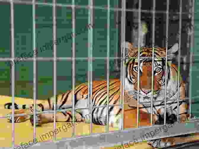 A Tiger In A Cage History And Its Limits: Human Animal Violence