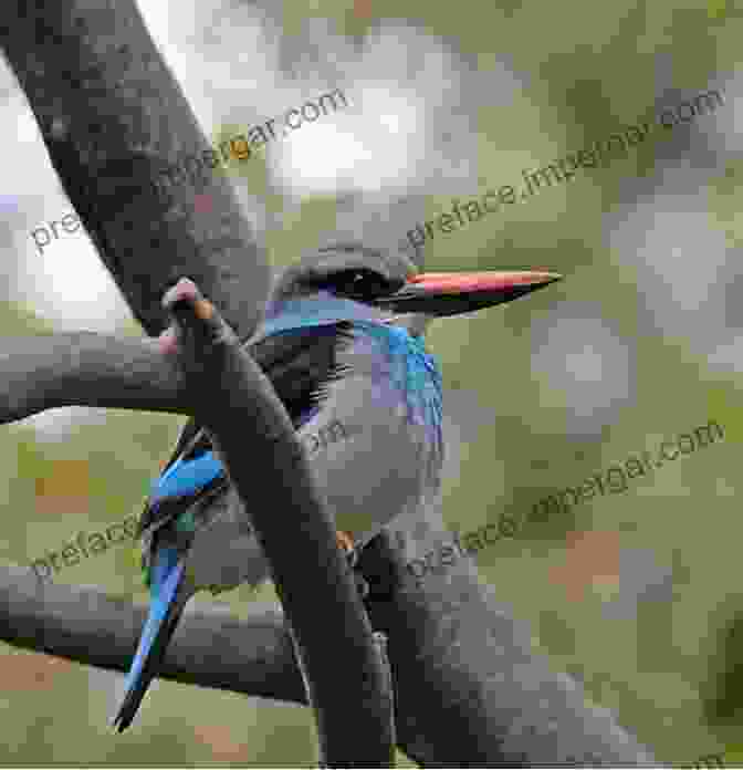 A Vibrant Image Of A Blue Breasted Kingfisher Field Guide To Birds Of Western Africa: 2nd Edition (Helm Field Guides)