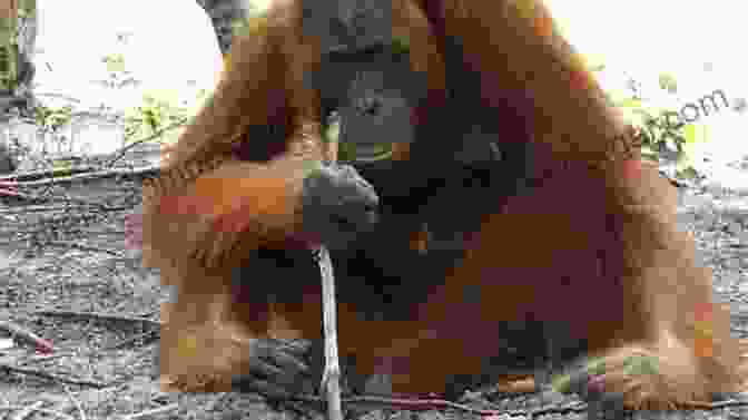 An Orangutan Using A Tool To Dig For Insects. Orangutans My Cousins My Friends: A Journey To Understand And Save The Person Of The Forest