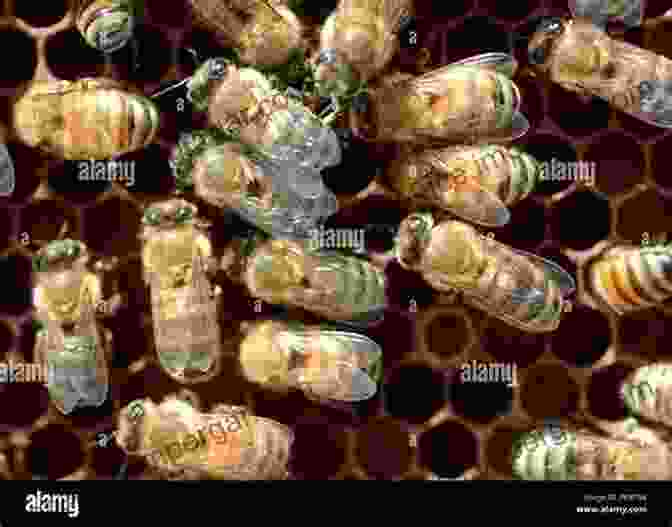 Bees Working Together In A Hive, Demonstrating Their Organized And Cooperative Nature The World Of Bees: From The Work Of Rudolf Steiner