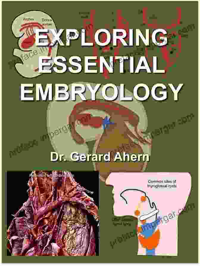 Cover Of Exploring Essential Embryology By Gerard Ahern Exploring Essential Embryology Gerard Ahern