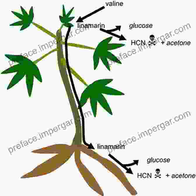 Detailed Diagram Of Cassava Anatomy, Showcasing Its Root System, Stem, And Leaves Achieving Sustainable Cultivation Of Cassava Volume 1: Cultivation Techniques (Burleigh Dodds In Agricultural Science 20)