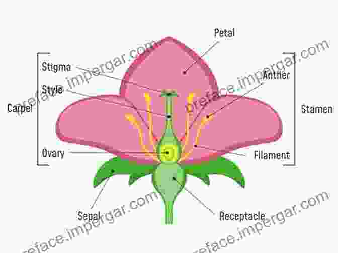 Detailed Illustration Of The Anatomy Of A Fantasy Flower, Showing Different Parts Like Petals, Sepals, And Stamens How To Draw Fantasy Flowers