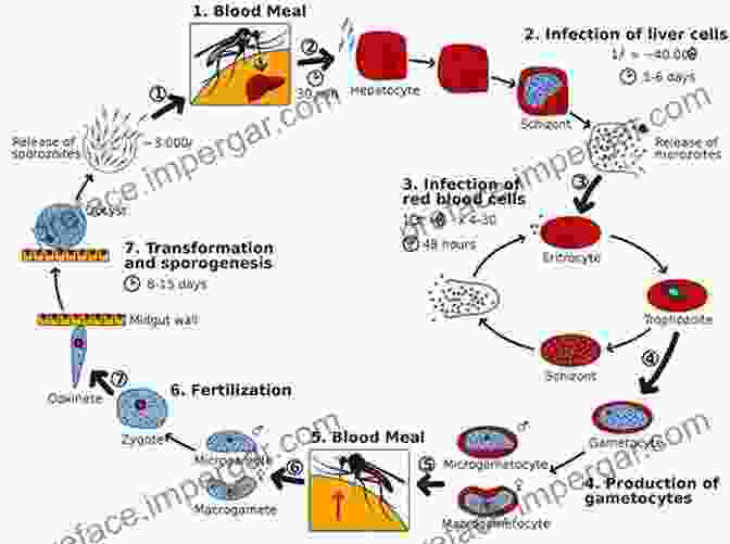 Diagram Of A Parasite Life Cycle Medical Parasitology: A Self Instructional Text