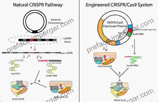 Diagram Of The CRISPR Cas System Advances In CRISPR/Cas And Related Technologies (ISSN 178)