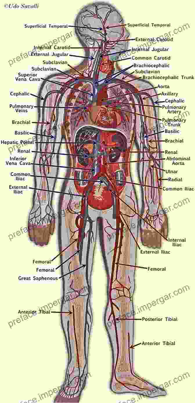 Diagram Of The Human Body, Showing The Bones, Muscles, Organs, Blood Vessels, And Nerves. Medical Imaging Of Normal And Pathologic Anatomy