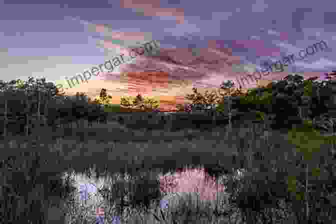 Early Photograph Of Everglade, Florida Everglades City (Images Of America)