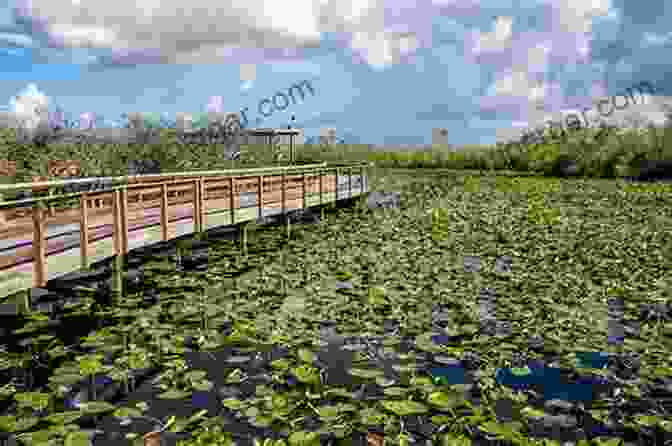 Everglade, Florida, Tourism And Conservation Everglades City (Images Of America)