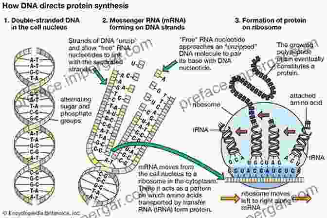 Evolution Of The Protein Synthesis Machinery From The RNA World To The Present Evolution Of The Protein Synthesis Machinery And Its Regulation