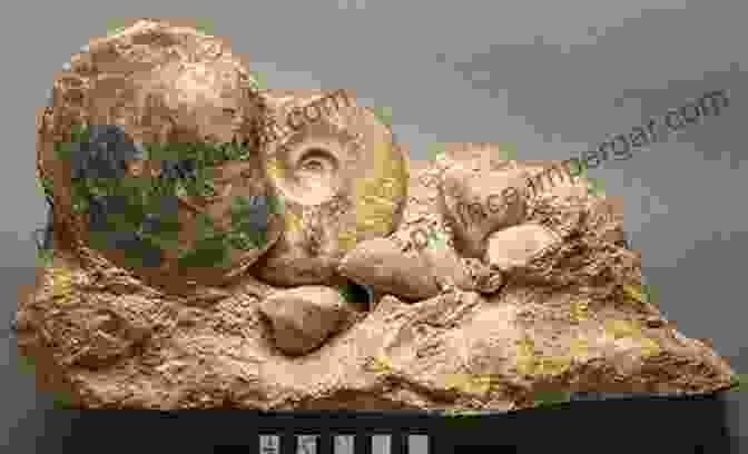 Fossil Assemblage Indicating An Ancient Marine Environment Stratigraphic Paleobiology: Understanding The Distribution Of Fossil Taxa In Time And Space