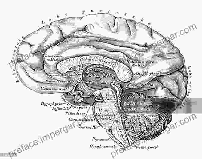 Illustration Of The Human Brain, As Featured In Scientific American Supplement No 508 Scientific American Supplement No 508 September 26 1885