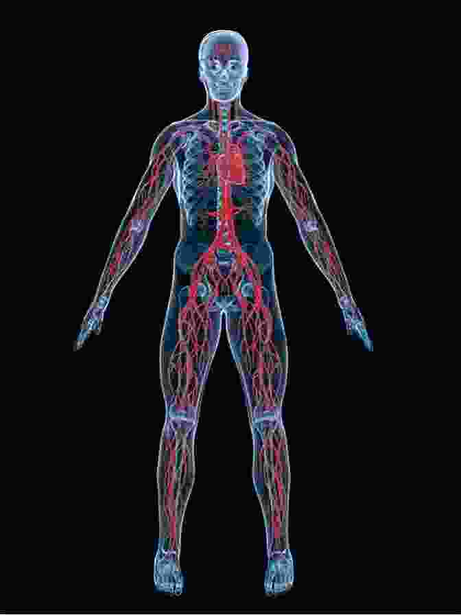 Illustration Of The Human Circulatory System Color Atlas Of Physiology Stefan Silbernagl