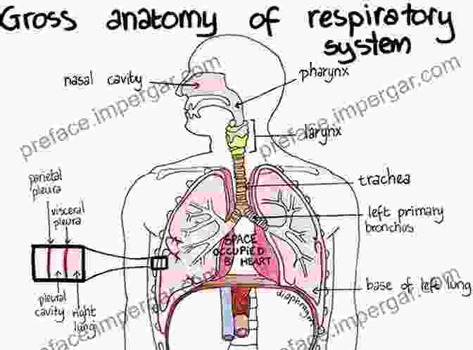 Illustration Of The Respiratory System With Annotations Highlighting Clinical Correlations Color Atlas Of Physiology Stefan Silbernagl