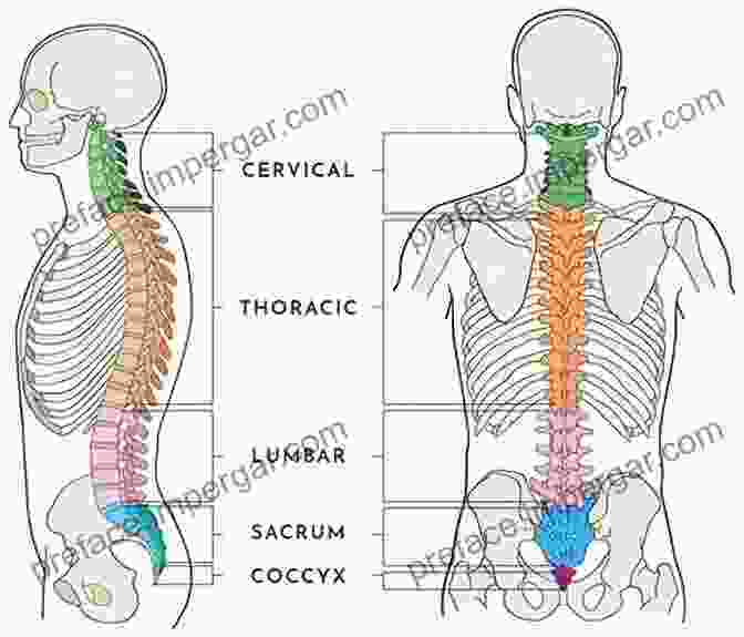 Image Of A Human Spine With Highlighted Areas Of Stabilization Biomechanics Of Spine Stabilization Edward C Benzel