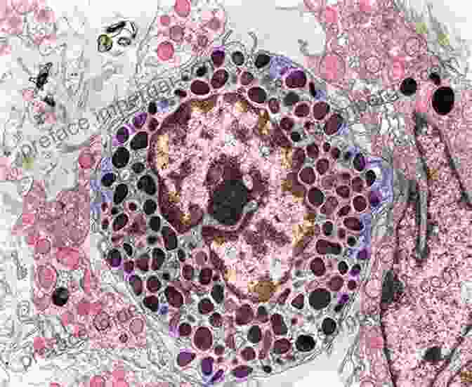 Mast Cell In Blood Vessel The Mast Cell: A Multifunctional Effector Cell