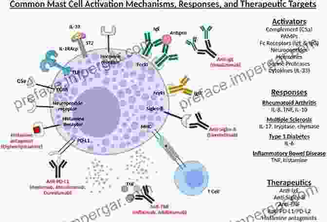 Mast Cell Releasing Mediators The Mast Cell: A Multifunctional Effector Cell