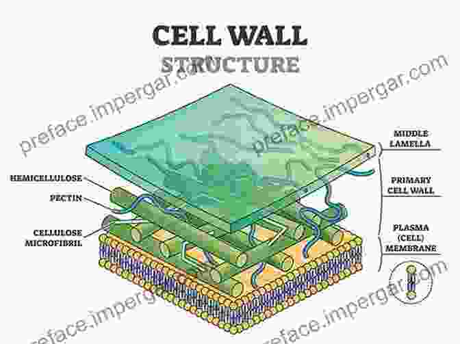 Microscopic Image Of A Plant Cell Wall, Showcasing Its Intricate Structure And Organization. Plant Cell Walls Keith Roberts