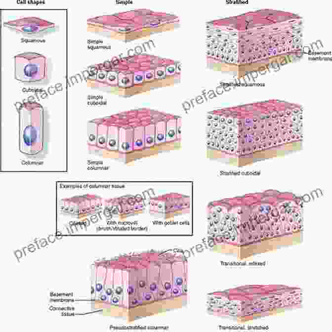 Microscopic Image Of Epithelial Cells, Showcasing Their Close Arrangement And Protective Function An Atlas Of Histology Dr Deen Mirza