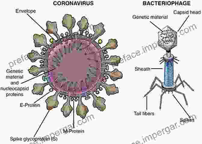 Molecular Structure Of PPRV Virus Particle Molecular Biology And Pathogenesis Of Peste Des Petits Ruminants Virus (SpringerBriefs In Animal Sciences)