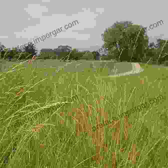 Panoramic View Of A Sprawling Grassland With Diverse Grass Species In California Field Guide To Grasses Of California (California Natural History Guides 110)