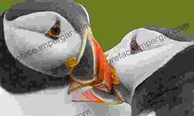 Two Puffins Engaged In A Courtship Dance The Secret Lives Of Puffins