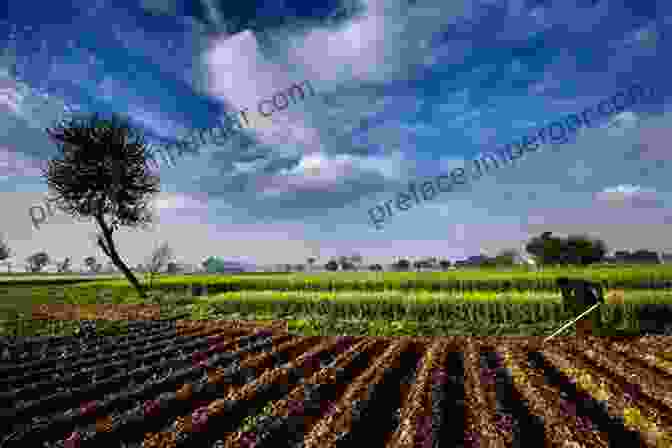 Vibrant Field Of Crops Against A Blue Sky, Showcasing The Diversity And Beauty Of Agriculture Innovative Approaches In Diagnosis And Management Of Crop Diseases: Volume 2: Field And Horticultural Crops