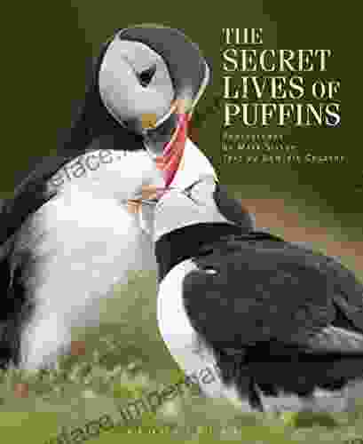 The Secret Lives of Puffins